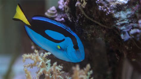 Pacific Blue Tang Paracanthurus Hepatus Rising Tide Conservation