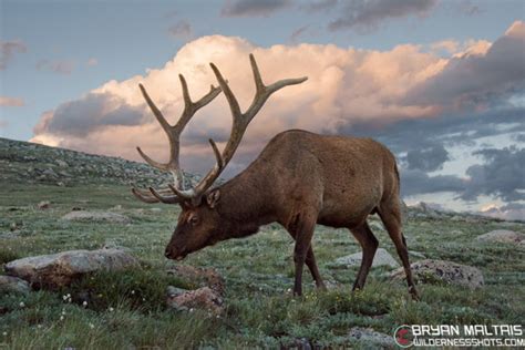 Bull Elk Sunset Colorado Nature Photography Workshops And Colorado