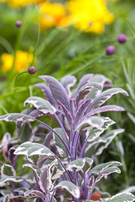 herb container display purple plants plants salvia