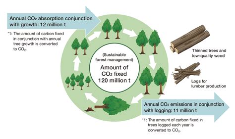 Absorption And Fixation Of Co₂ Through Sustainable Forest Management