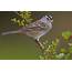 Give Be A Better Birder Sparrow Identification  Bird Academy • The