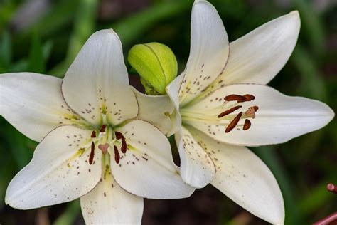 Lovely Pictures Of Lilies You Need To See Birds And Blooms