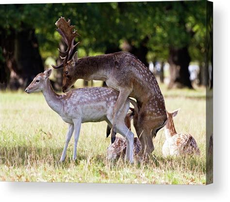 Fallow Deer Mating Acrylic Print By John Devriesscience Photo Library