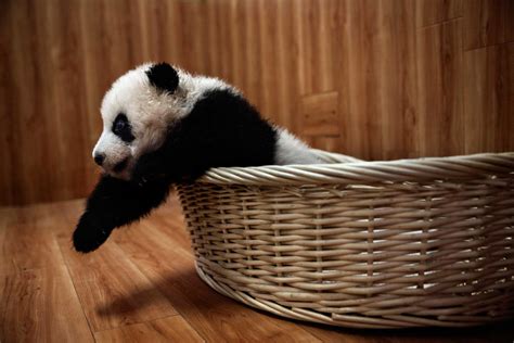 Learn Why The Pandas Are Chinas New Diplomats Time