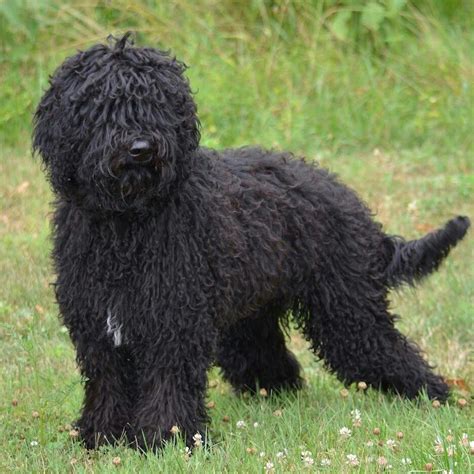 Barbet French Water Dog Every Dog Breed Water Dog Water Dog Breeds