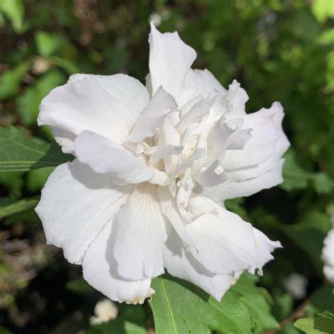 White Chiffon Rose Of Sharon Cutting Dingdongs Garden