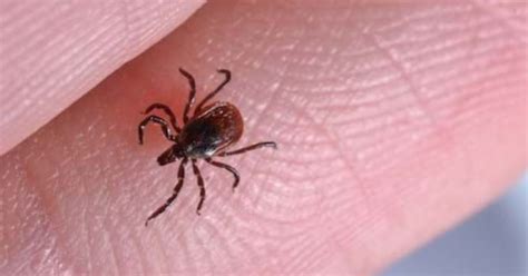 Baker Pest Control Inc Anatomy And Physiology Of Ticks