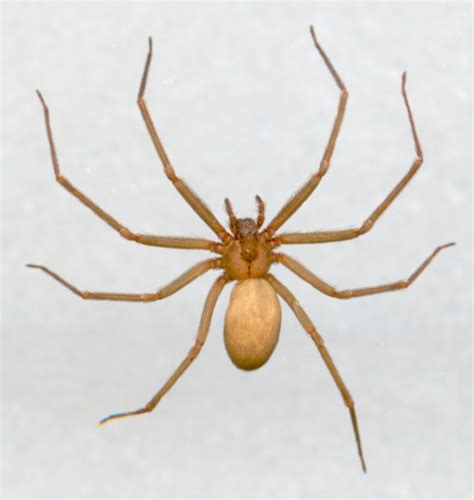 Brown Recluse Or Fiddleback Spider Loxosceles Reclusa Oklahoma State University