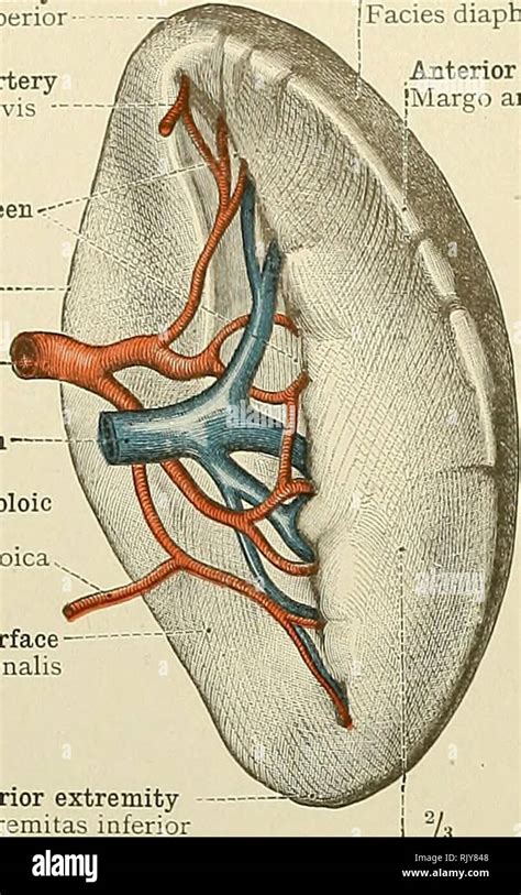 Un Atlas De L Anatomie Humaine Pour Les Tudiants Et Les M Decins L Anatomie Portions