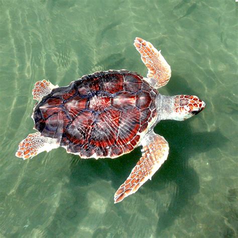Fileloggerhead Sea Turtle