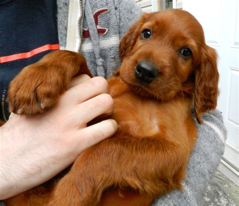Baby Irish Setter Irish Setter Puppy Irish Setter Dogs