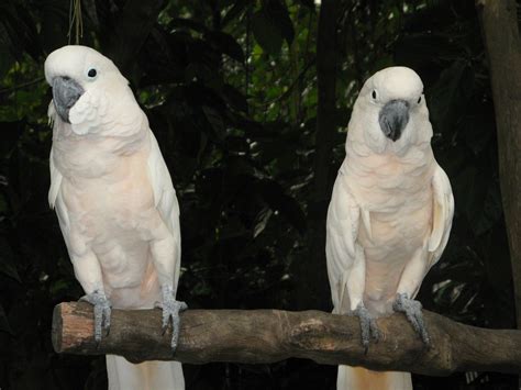 Beautiful And Cute White Parrots Picscrunch
