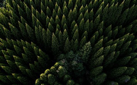 Aerial Forest Wallpapers Top Free Aerial Forest Backgrounds