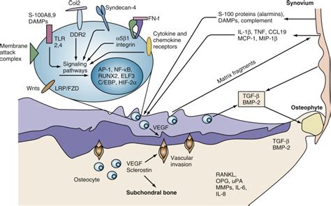 cartilage and chondrocytes musculoskeletal key