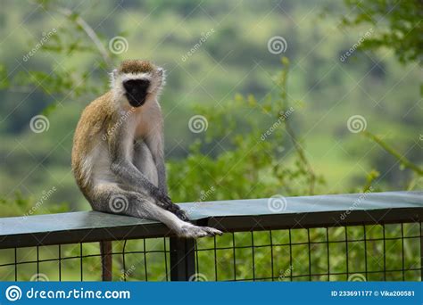 Wild Monkeys In A National Park In Africa Macaques And Chimpanzees In