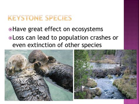 Ppt Chapter 8 Community Ecology Powerpoint Presentation Free