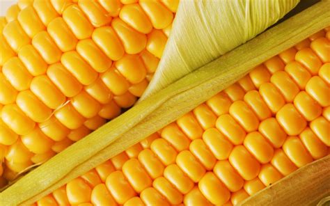 Fresh Corn ~ Desktop Wallpaper