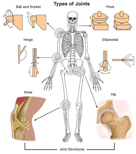 Sunnah & Science: EVERY MAN HAS 360 JOINT BONES