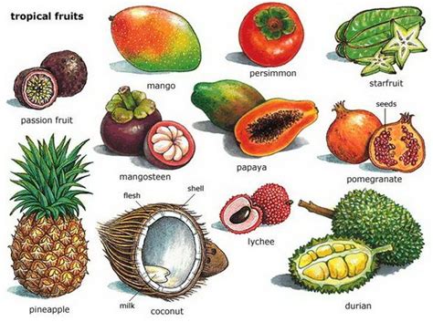 Strange and unusual fruit from around the world. Tropical Fruit