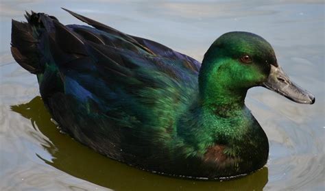 The Green Duck By Haydar Ergülen Word Prism