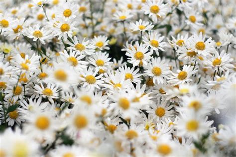 500 White Daisy Pictures Download Free Images On Unsplash