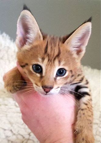Savannah cat | savannah cat breeder | savannah kitten. F2 Savannah Kittens For Sale - Cats from your wildest dreams