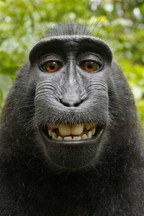 Create Meme The Funny Muzzles Scary Monkey Funny Animal Faces