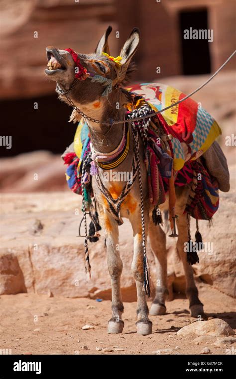 A Colorful Bedouin Donkey In The Ancient City Of Petra Also Known As