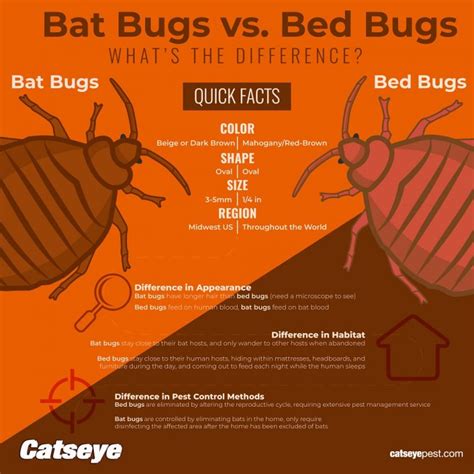 What Do Bed Bugs Eat Besides Blood Learn About Bugs Other Dietary Habits