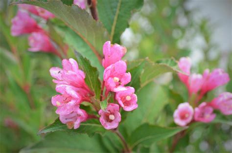 Sonic bloom ® weigela are the strongest rebloomers ever seen in weigela. Sonic Bloom Pink Weigela - Next Generation Landscape Nursery