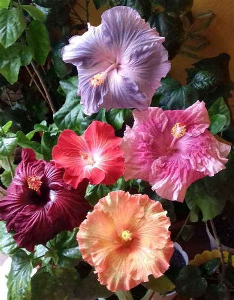 Pin By Ирина On гибискусы Beautiful Flowers Pretty Flowers Hibiscus