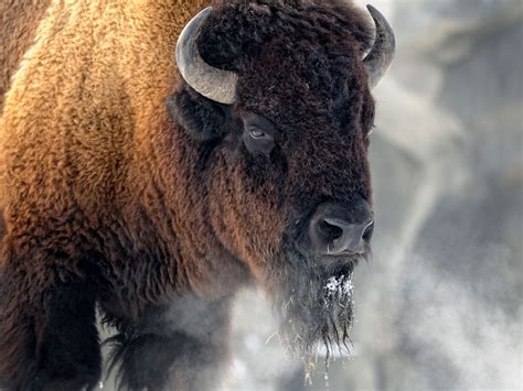 Top 165 Buffalo Pics Animal