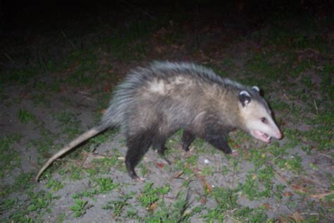 Diy Opossum Removal Wildlife Pest Control