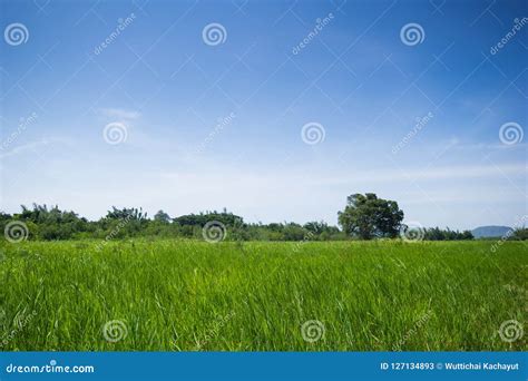 Beautiful Green Pasture Blue Sky Stock Image Image Of Green Pasture