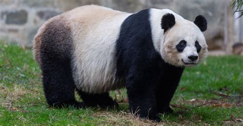 National Zoo Hopes To Gain A Baby Panda The New York Times