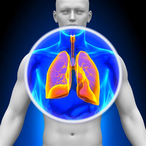 8 Interesting Facts About Your Lungs Page 3 Of 8 Copd News Today