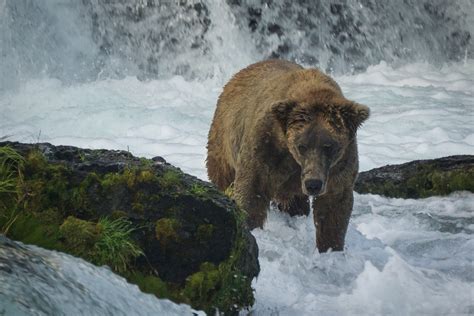 A New Bear at Brooks Falls? - Katmai National Park & Preserve (U.S ...