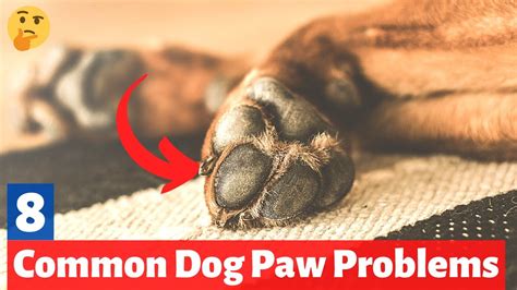 8 Common Dog Paw Problems That You Must Not Ignore How To Care For
