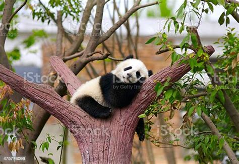 Sleeping Giant Panda Baby Stock Photo Download Image Now Panda