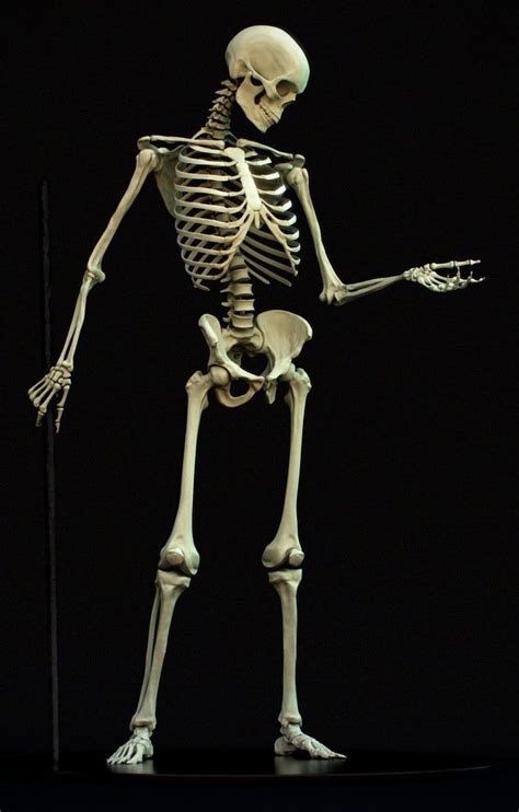 Pin De Sp Em Anatomy Reference Esqueleto Humano Desenho Anatomia Do
