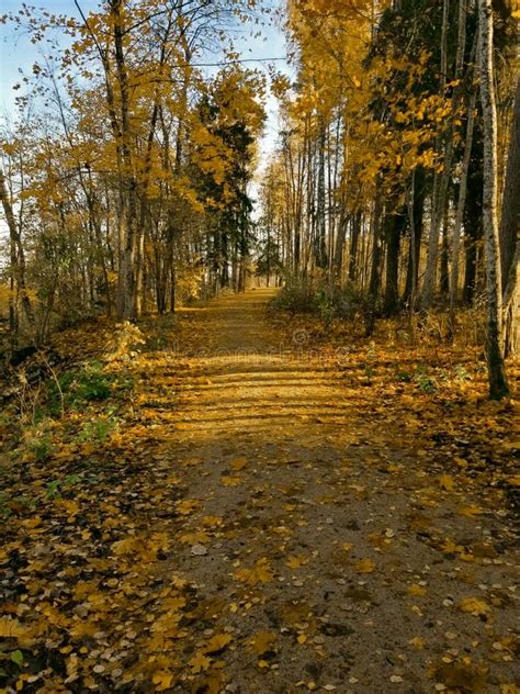 Wide Trail In The Autumn Yellow Forest Quiet Autumn Forest Stock Photo