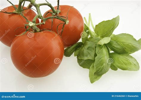 Tomatoes And Basil Stock Photo Image Of Flavor Medicinal 21646260
