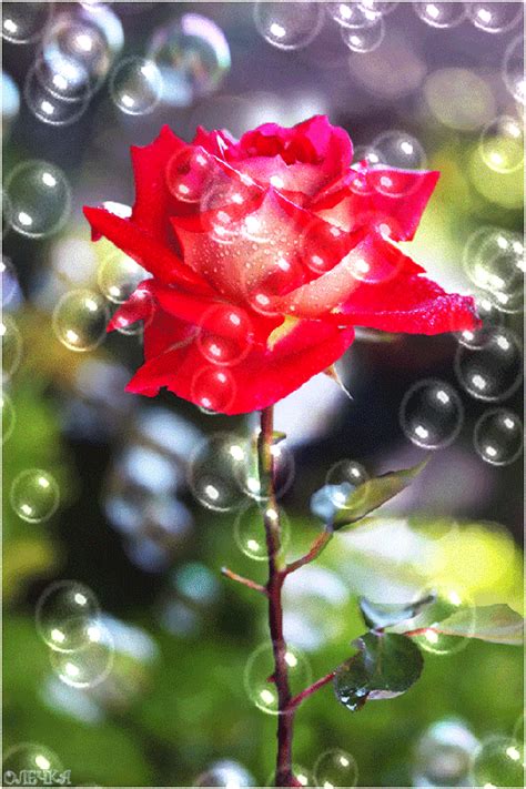 Фото автор Alisa11555 на ЯндексФотках Beautiful Flowers Pictures