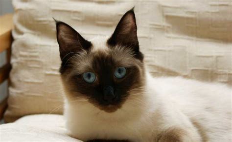 Siamese Ragdoll Cat Mix Do You Want To Know About Ragdoll Siamese Mix