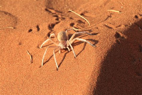 The Most Dangerous Desert Creatures My Planet Blog