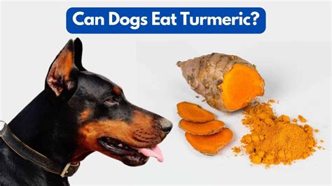 Can Dogs Eat Turmeric Surprising Benefits Of Turmeric For Dogs Pet