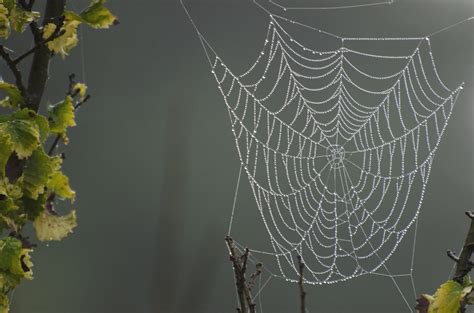 How Do Spiders Make Their Webs A Simple Explanation