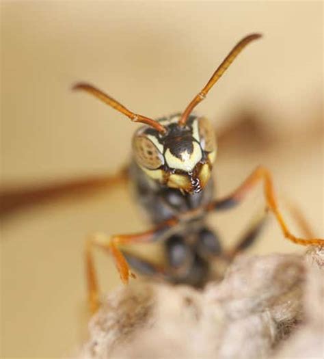 Why Some Wasps Are Good With Faces And Others Arent New Scientist