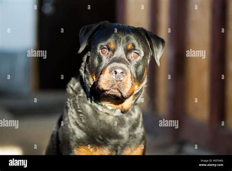 Rottweiler Breed Dog Close Up Portrait Stock Photo Alamy