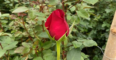 Why Ecuadorian Roses Are The Best Colour Republic